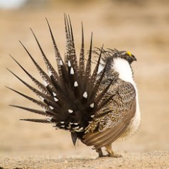 Sage Grouse Mating Display-10