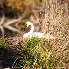 Nesting Trumpeter Swan