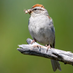 Chipping Sparrow