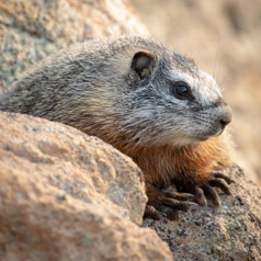 Yellow-bellied Marmot