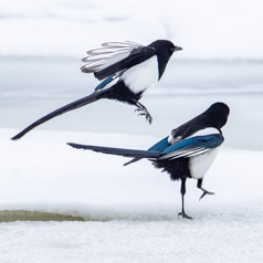 Dancing Magpies 2