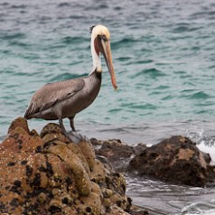 Pelican on Rocks