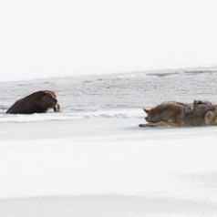 The Fearless Beaver and The Patient Coyote.