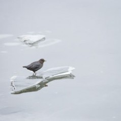 Dipper on Ice