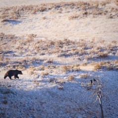 Grizzly and Ravens