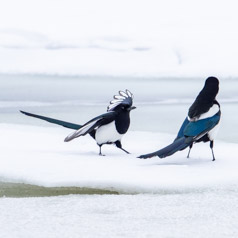 Dancing Magpies 1