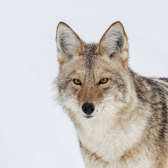 Coyote in Snow