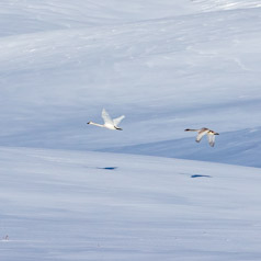 Aerial Snow Angels