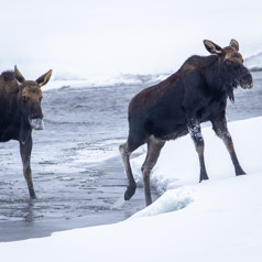 Unadorned Bull Moose