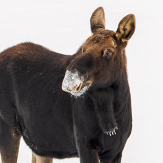 Pedestal Bull Moose