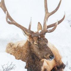 Sleepy Time Elk