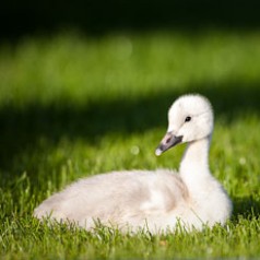 Trumpeter Swan Cygnet