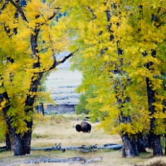 Bison Framed by Cottonwoods