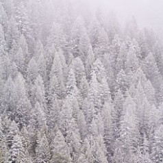 Frosted Trees Detail