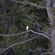 Osprey with Catch