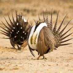 Sage Grouse Mating Display-12