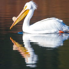 Snake River Reflection