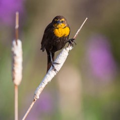 Female Yellow Headed Blackbird