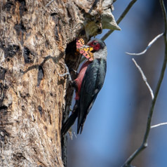 Lewis’s Woodpecker