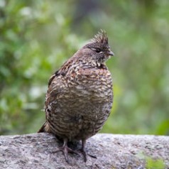 Male Ruffed Grouse on Drumming Rock