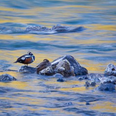 Paired Harlequin Ducks