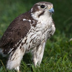 Prairie Falcon