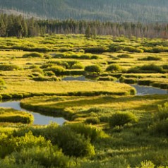 Thorofare River Trail: Sun Drenched Wetland