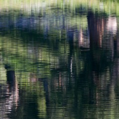 Treeline Reflections