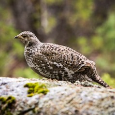 Bouldering Dusky Grouse