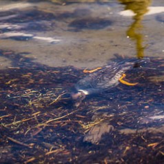 Goldeneye Swimming Under Water