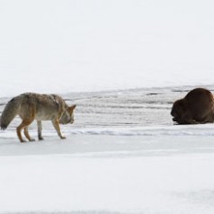 On the Stalk for a Giant Beaver