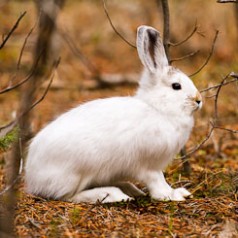 Snowshoe Hare