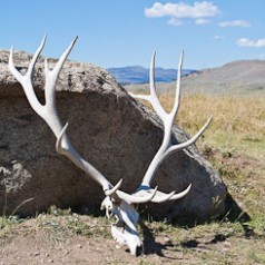 Bull Elk Skull