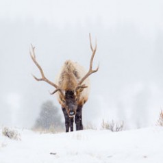 Bull Elk in Snowstorm