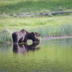 Bull Moose Reflection