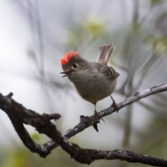 Excited Ruby-Crowned Kinglet