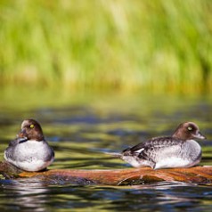 Goldeneyes