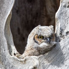 Great Horned Owlet