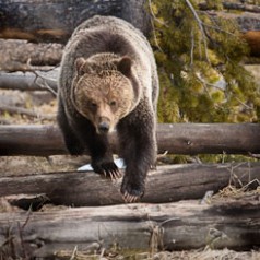 Grizzly Walking on Deadfall