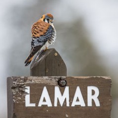 Kestrel on Lamar