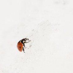 Ladybug on Ice