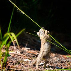 Chipmunk Field Event