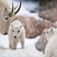 Month Old Mountain Goat Kids