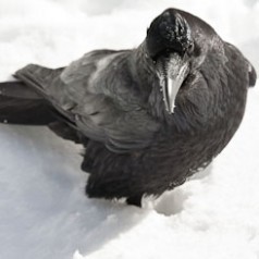 Raven portrait in snow