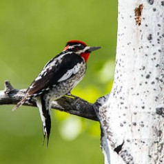 Red-Naped Sapsucker at Nest Cavity