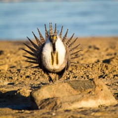 Sage Grouse Mating Display-1