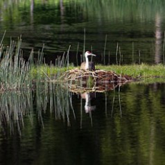 Floating SandhIll Nest and Crane