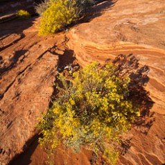 Swirling Sandstone and Yellow Bloom
