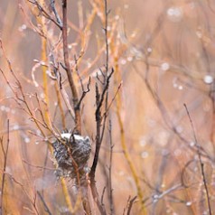 Spring Laden Nest