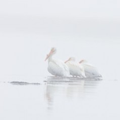 Three Amigos